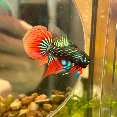 Wild Imbellis Green Long fins - Male Betta 109