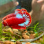 Red Fancy Hellboy Plakat - Male Betta 058