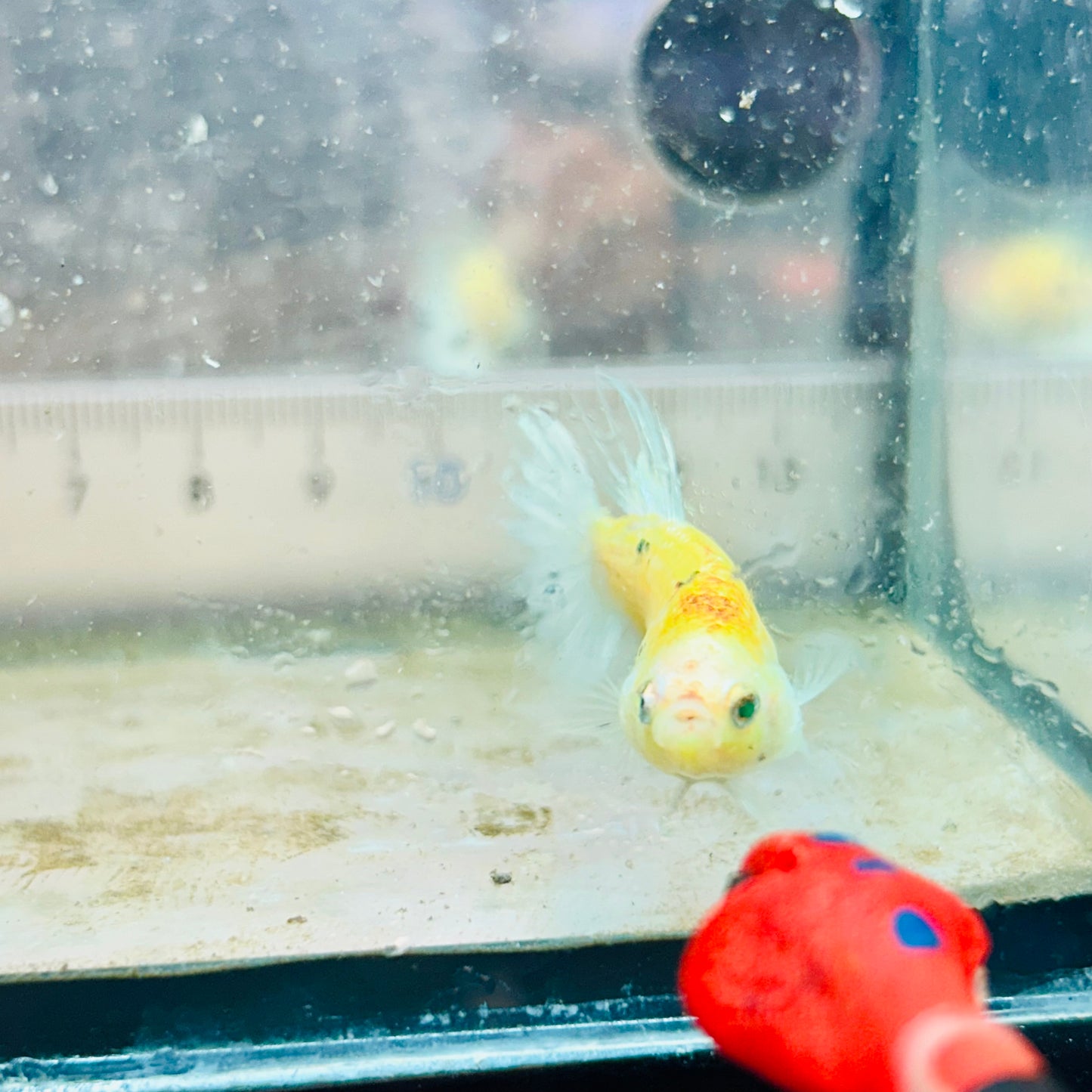Crowntail Metallic Copper Neon - Female Betta #Jul41