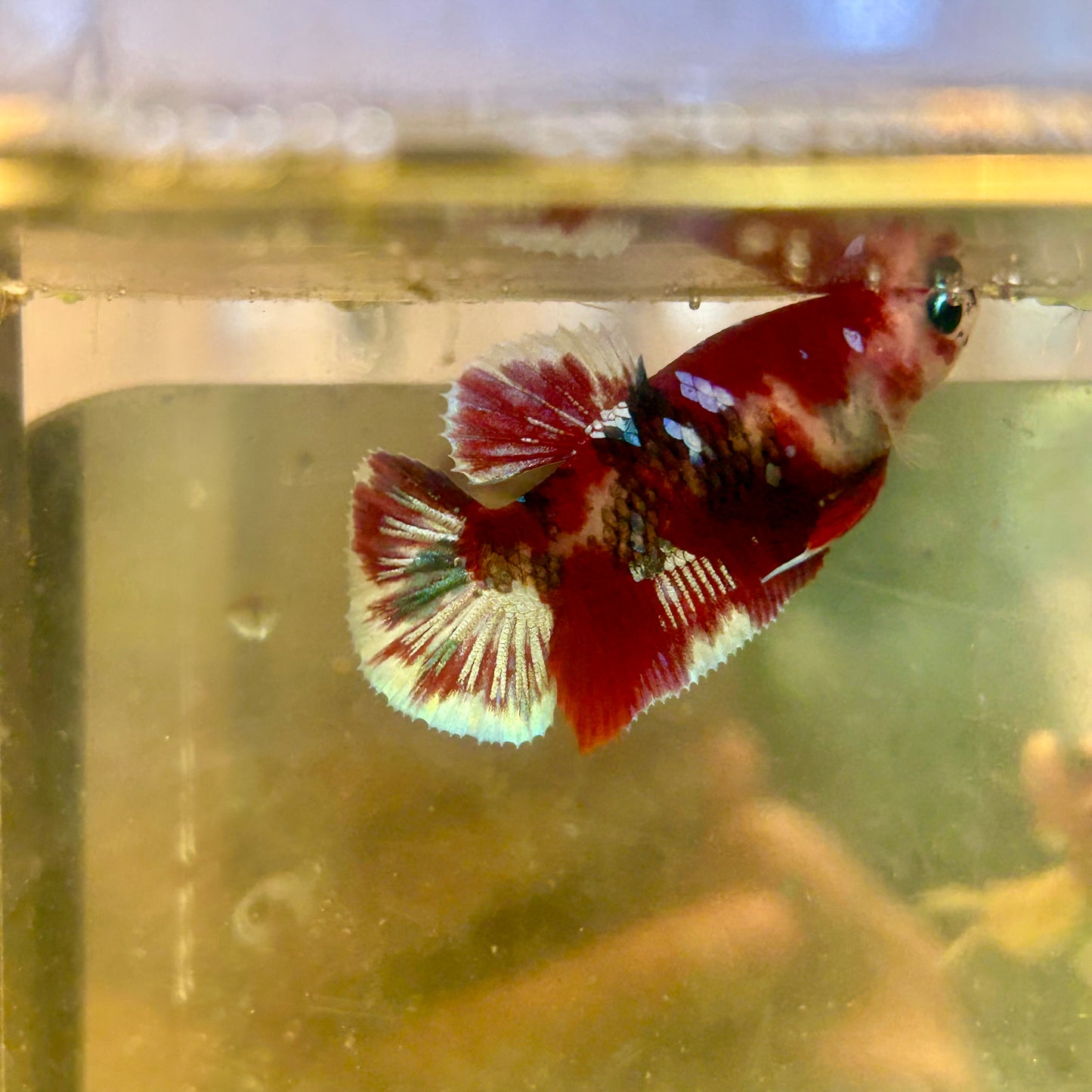 Koi Red Galaxy Plakat - Female Betta  35 Breeder Grade