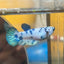 Blue Marble Dot Plakat - Female betta 114