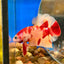 Nemo Classic Plakat  - Male Betta 135