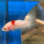 Koi Tancho Plakat - Female Betta 029