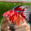 Multicolor Koi Halfmoon - Male Betta 091 Ripped fins