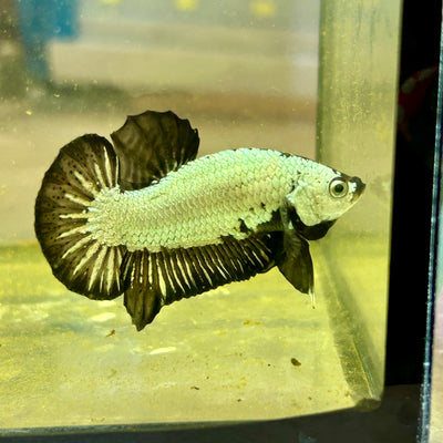 Black Dragon Plakat - Male betta 123