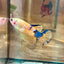 Giant Yellow Koi Plakat - Male Betta BO 5cm 014