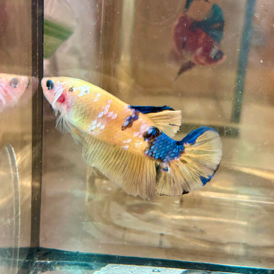 Giant Yellow Koi Plakat - Male Betta BO 5cm 014