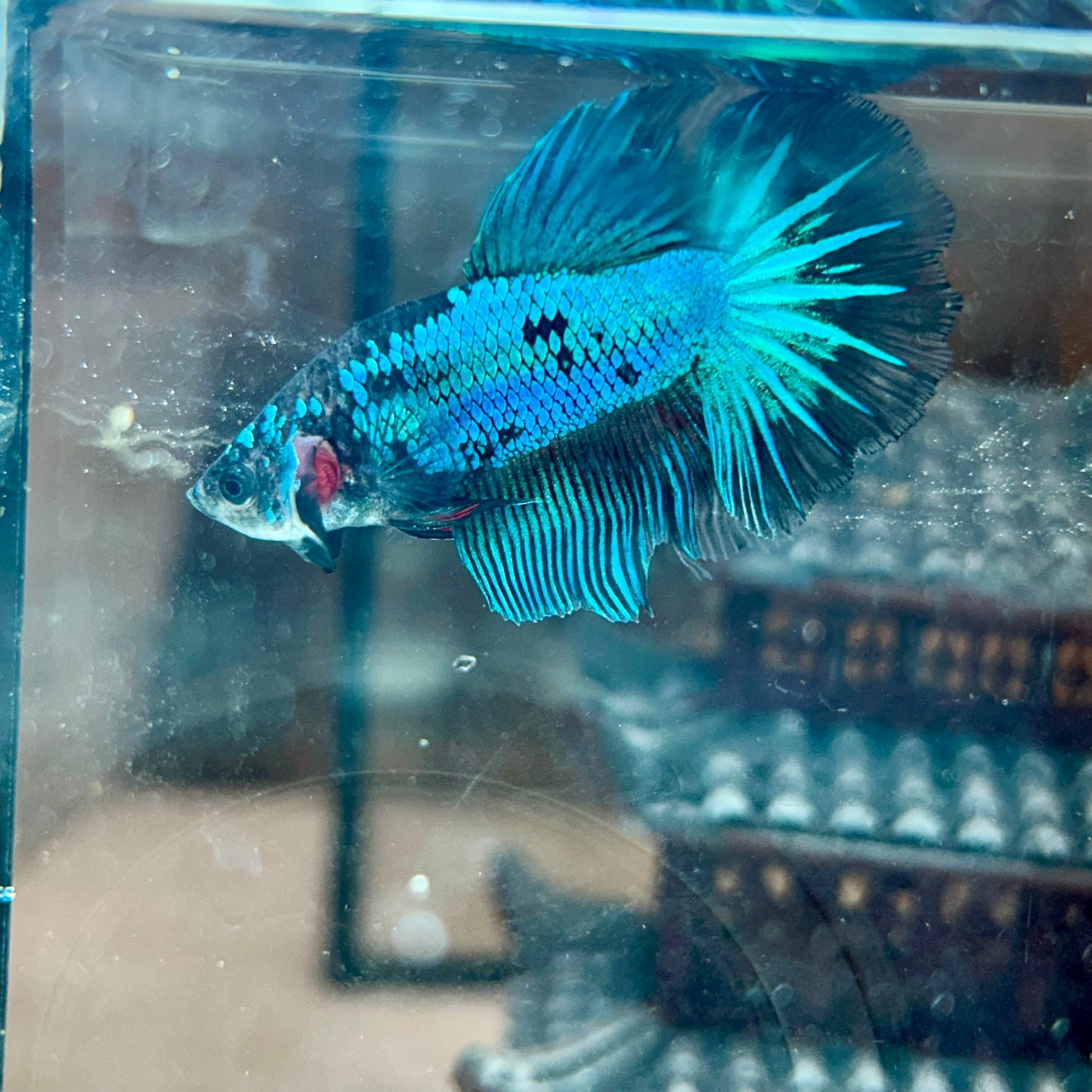 Blue Fancy Halfmoon - Male Betta 040