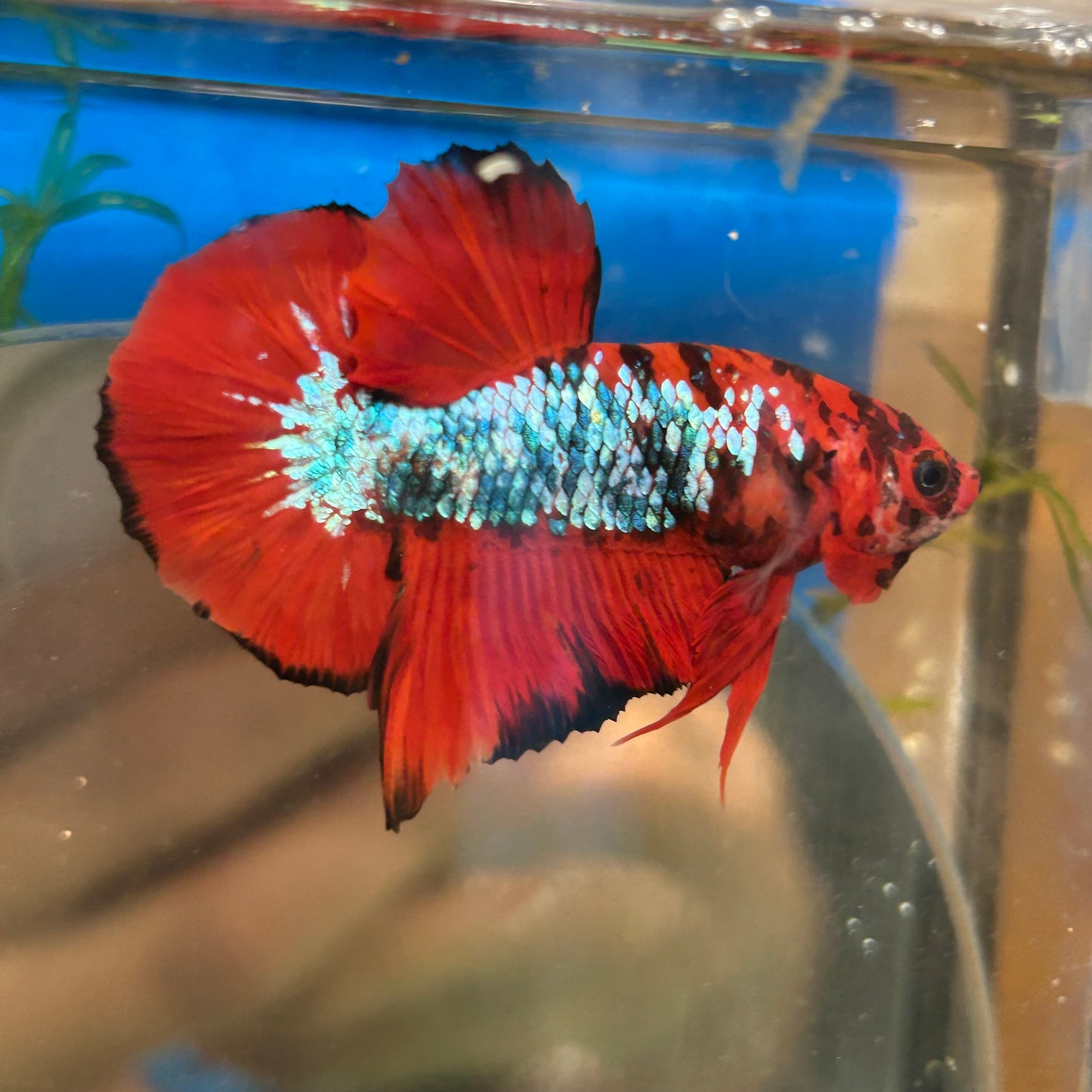 Red Tiger Plakat - Male Betta 061