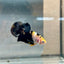Plakat Bumble Bee Yellow Male Betta #018