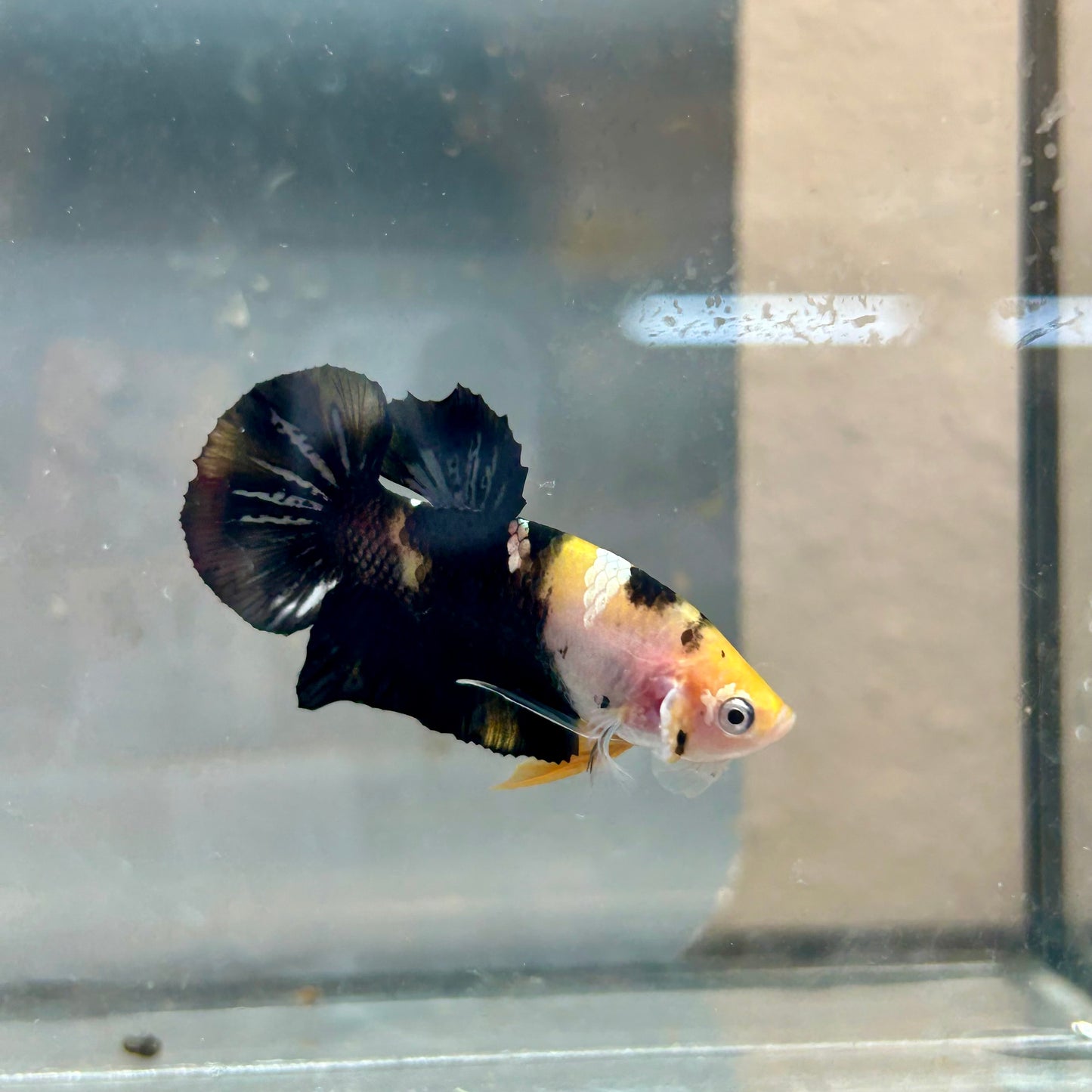 Plakat Bumble Bee Yellow Male Betta #018