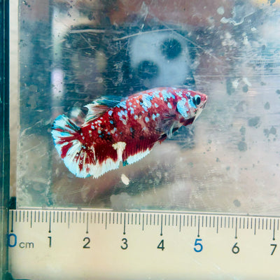 Plakat Barongsai Female Betta #184