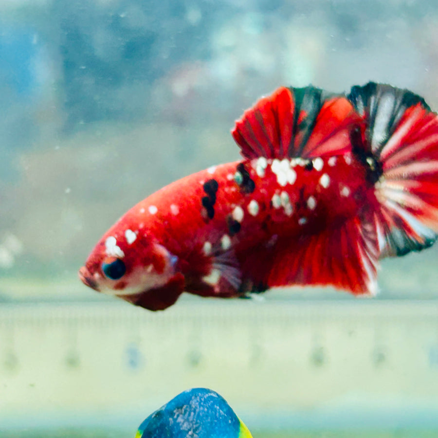 Plakat Red Snow Koi Male Betta #Au67