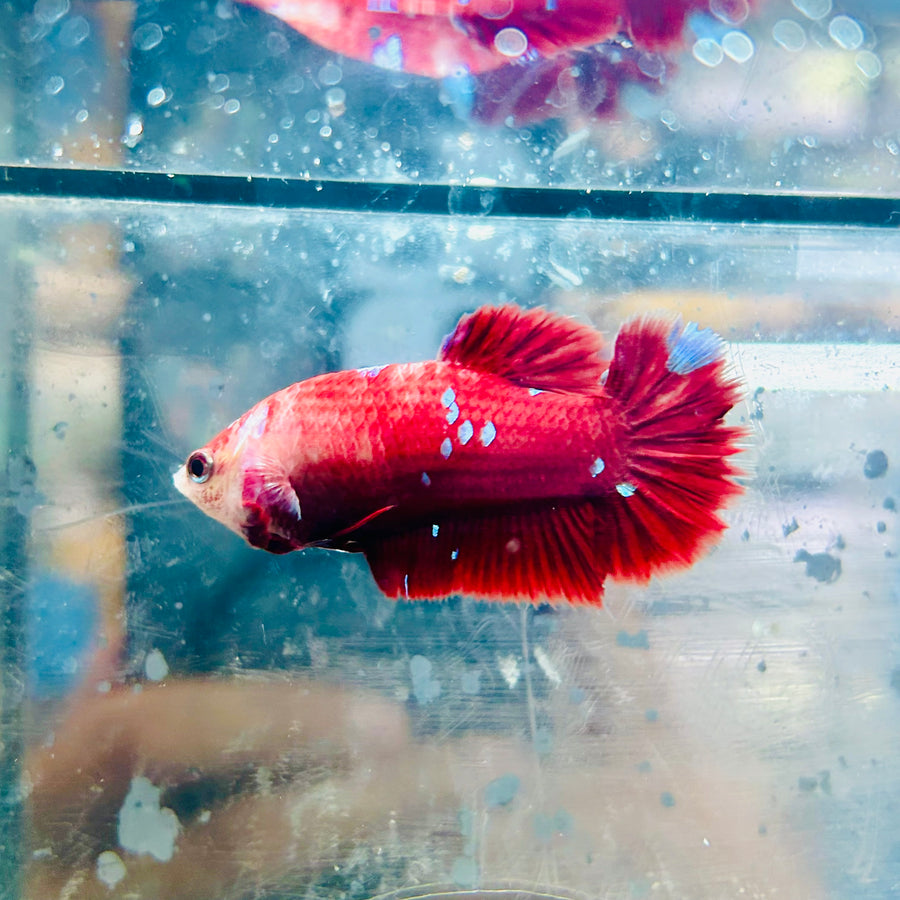 Betta Female Plakat Red Gold Galaxy #082