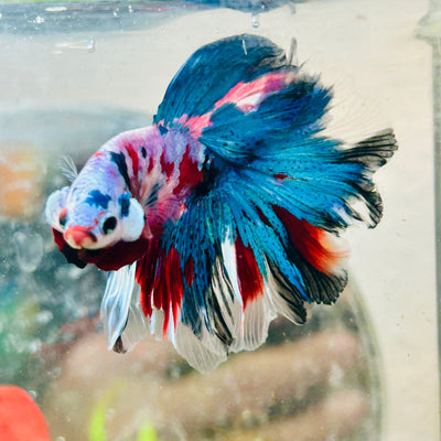 Halfmoon Purple Pink - Male Betta   N45