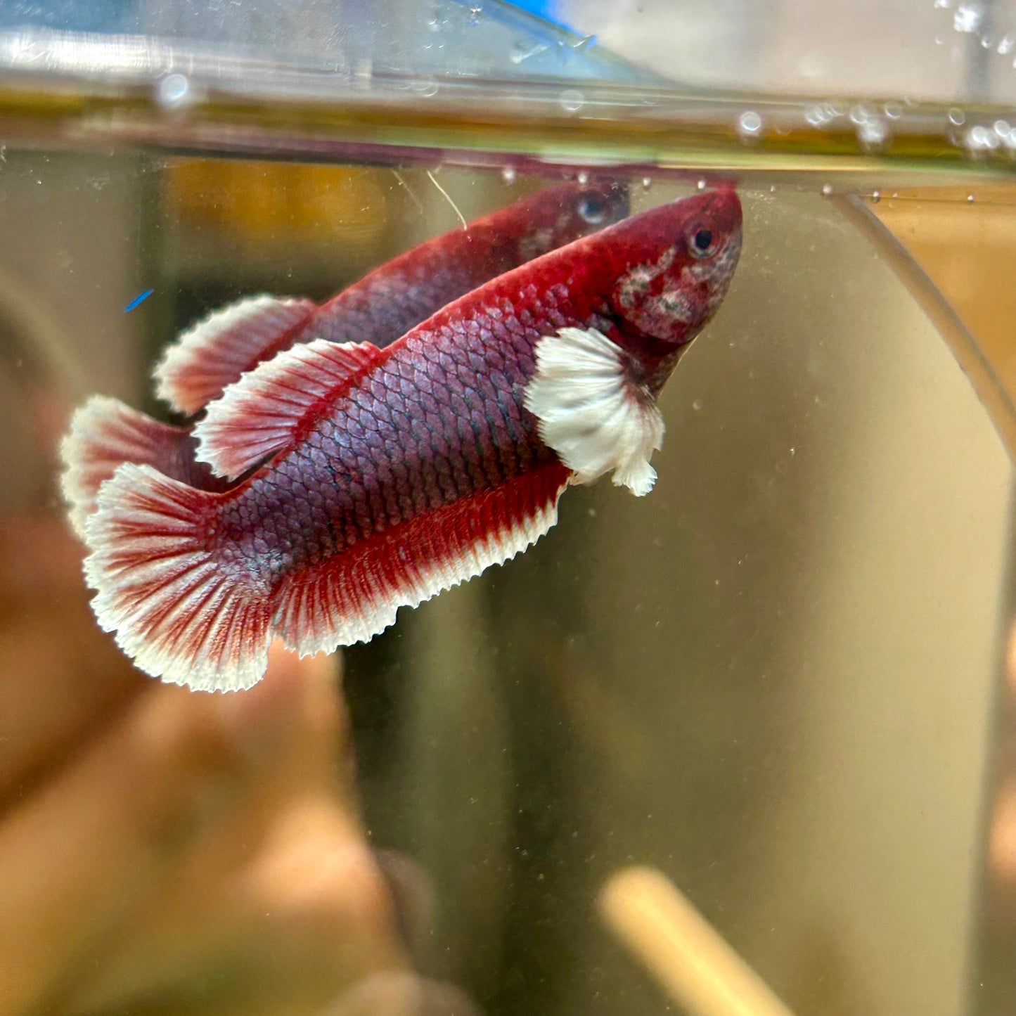 Dumbo Lavender Plakat - Female Betta 113