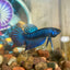 Blue Mahachai Wild - Male Betta 020