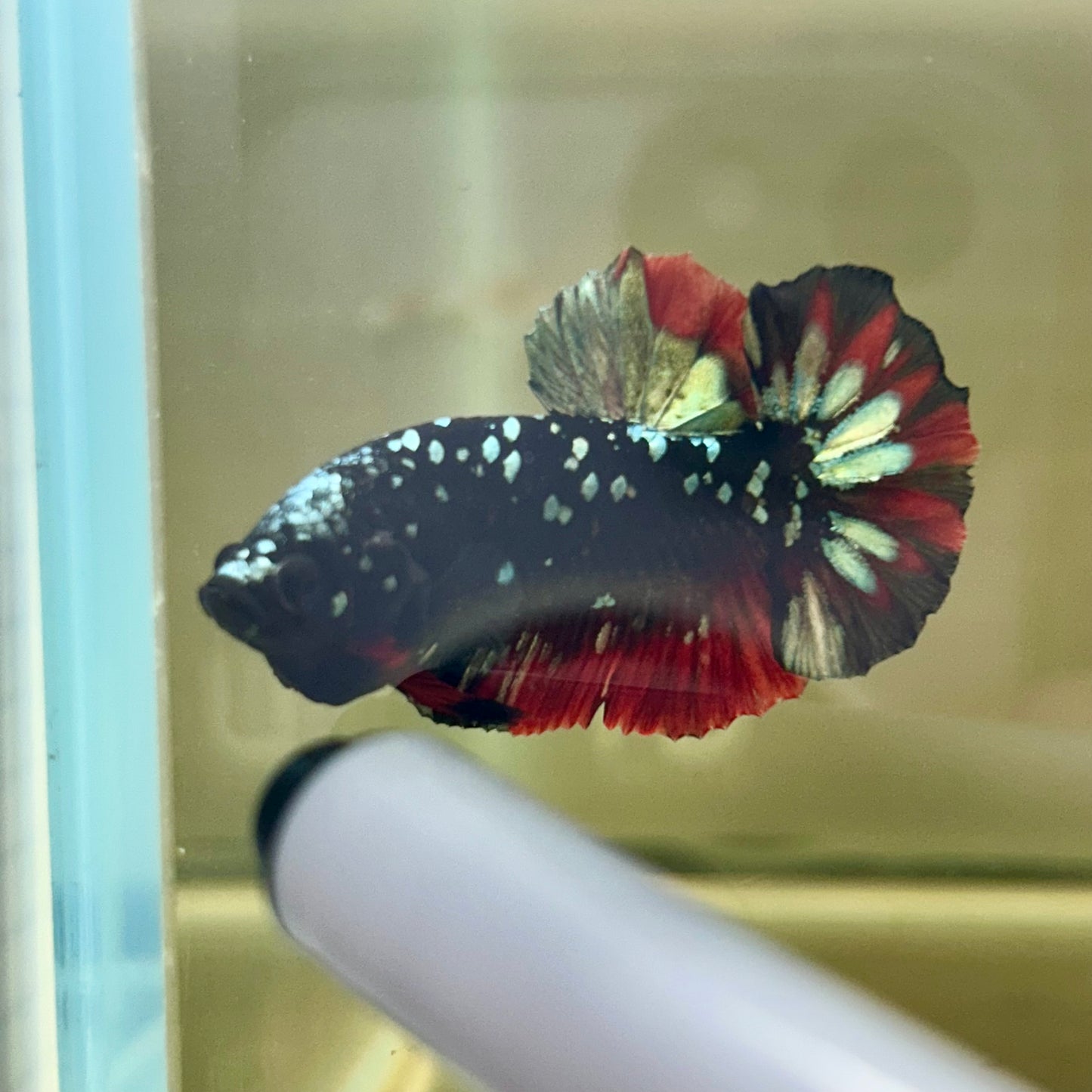 Vampire Copper Avarta Plakat - Male Betta 030