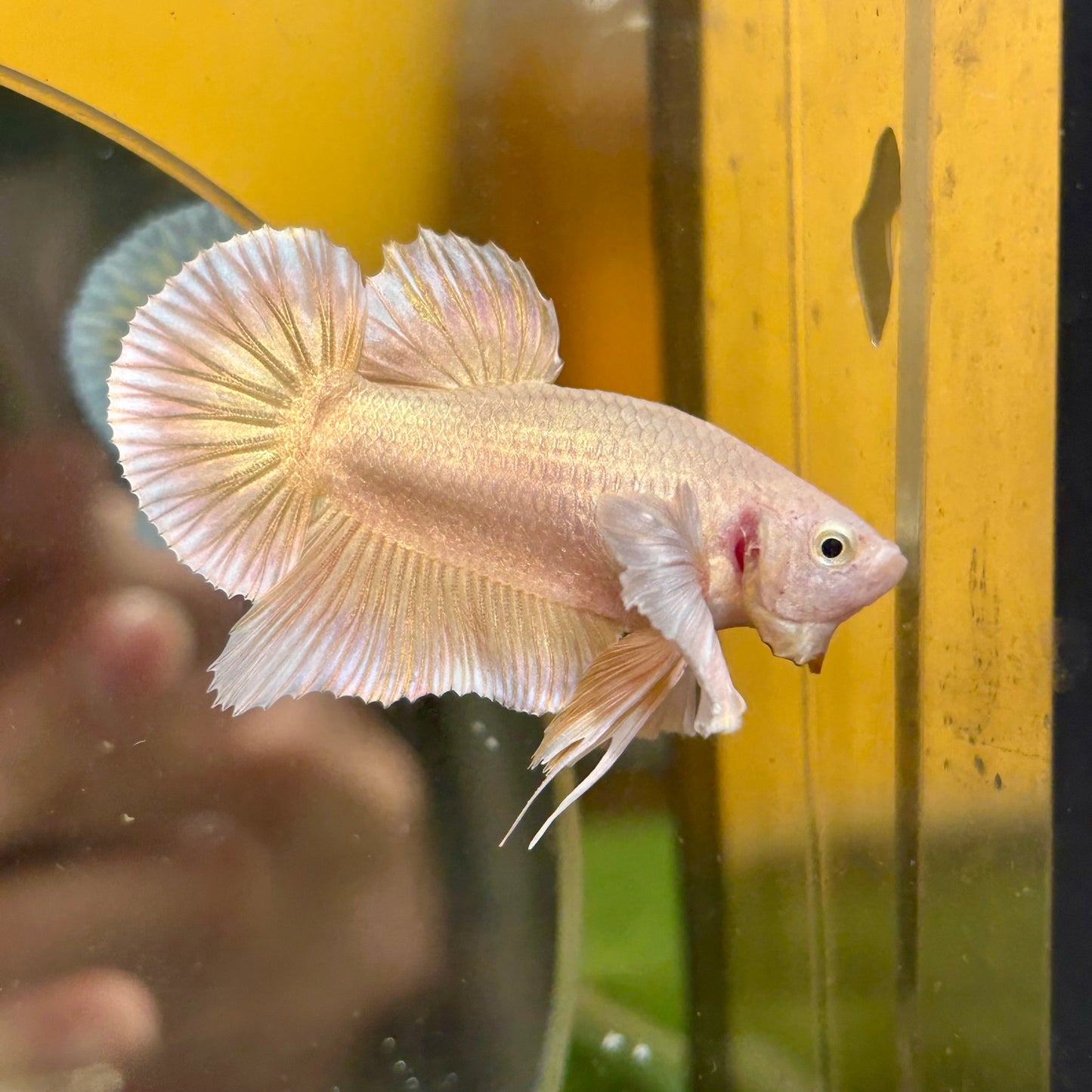 Dumbo 24K Gold Plakat - Male Betta 070