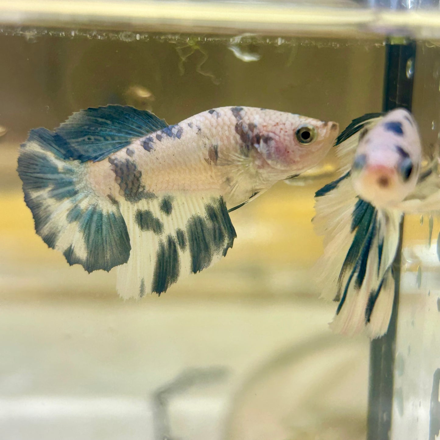 Blue Marble Halfmoon - Female Betta 144