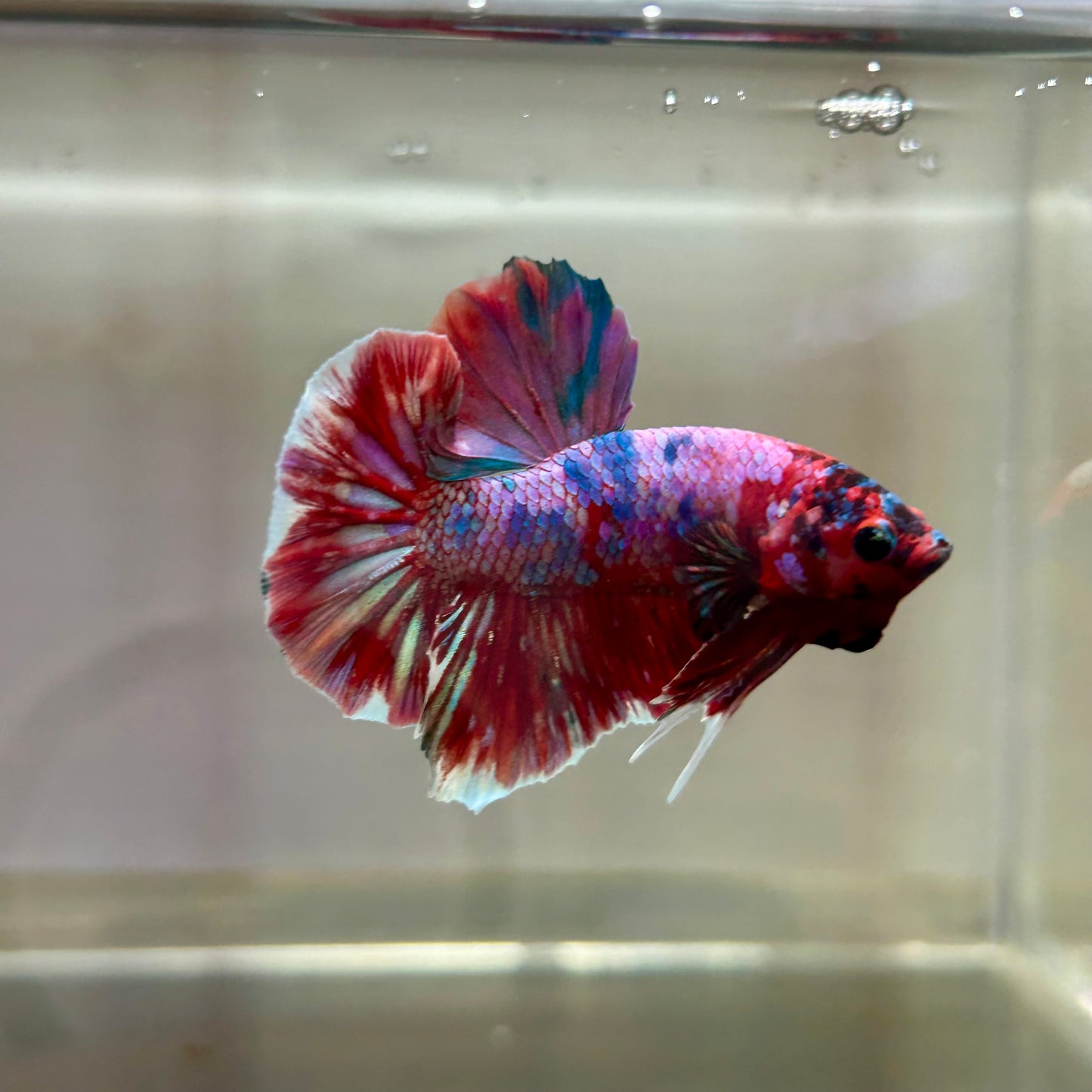 Red Koi Galaxy Plakat - Male Betta 174