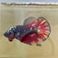 Vampire Copper Avarta Plakat - Male Betta 078