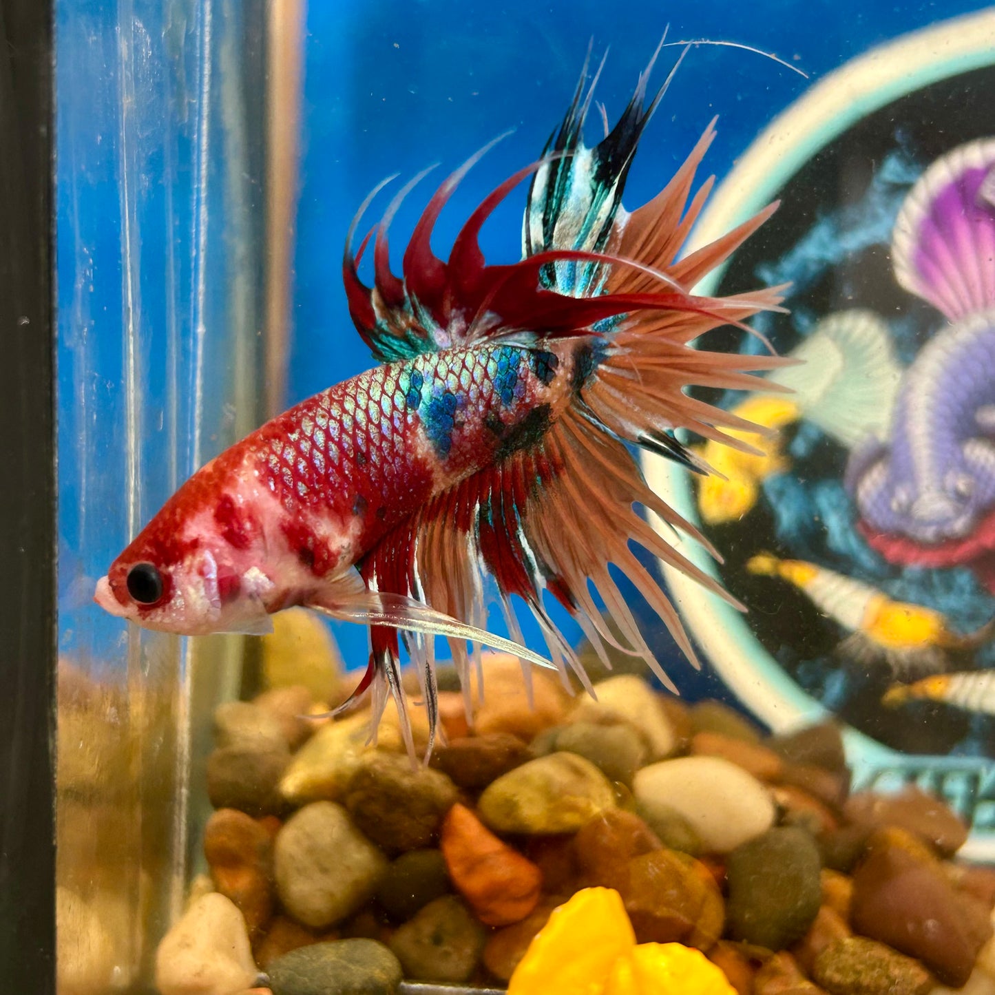 Multicolor Koi Crowntail - Male Betta 014