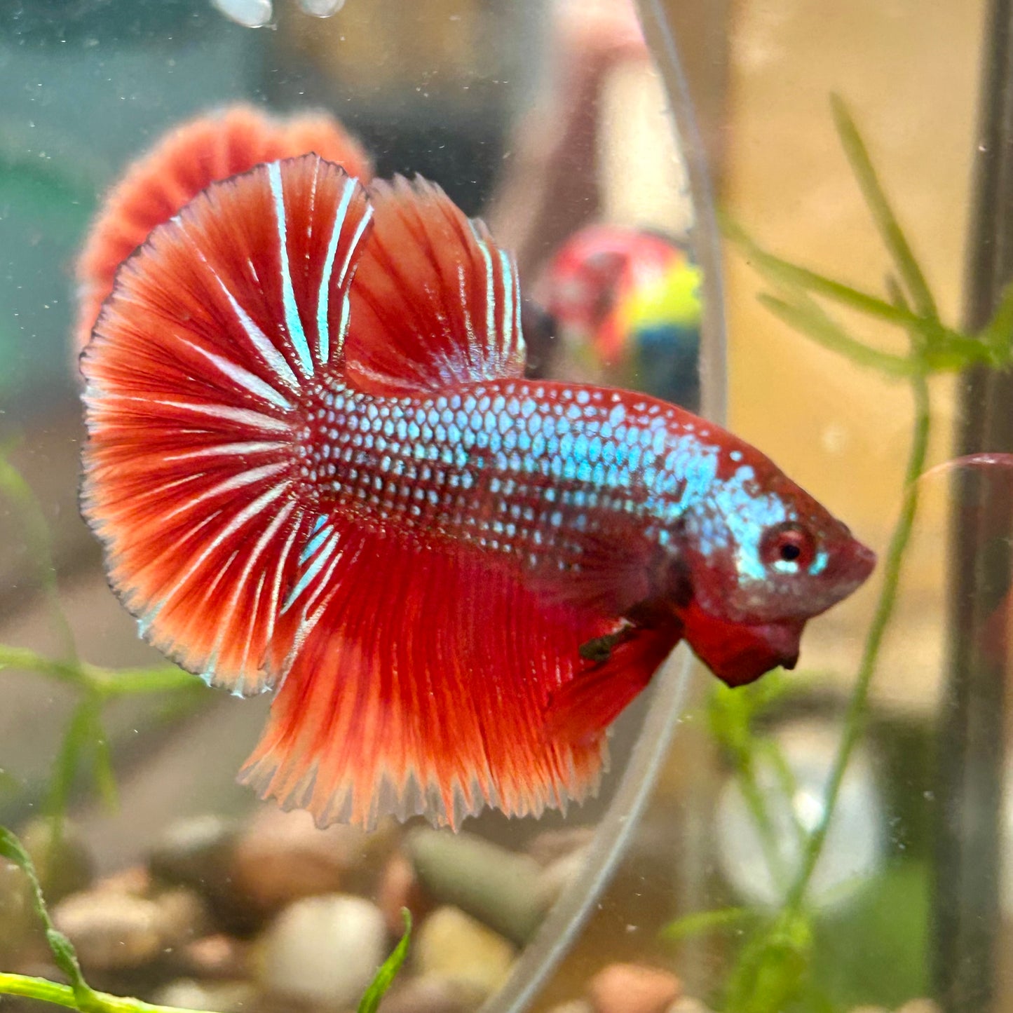 Red Fancy Copper Halfmoon - Male Betta 136