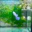 Betta Female Plakat Purple Pink #109