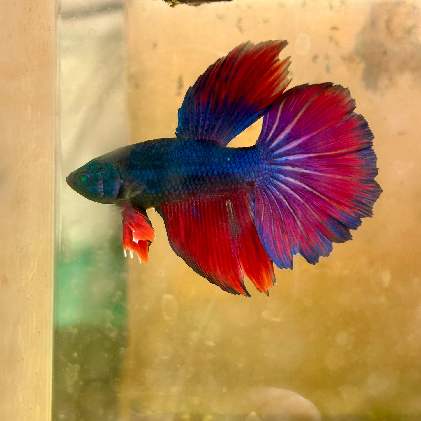 Hulk Blue Grizzle Halfmoon - Male Betta 031