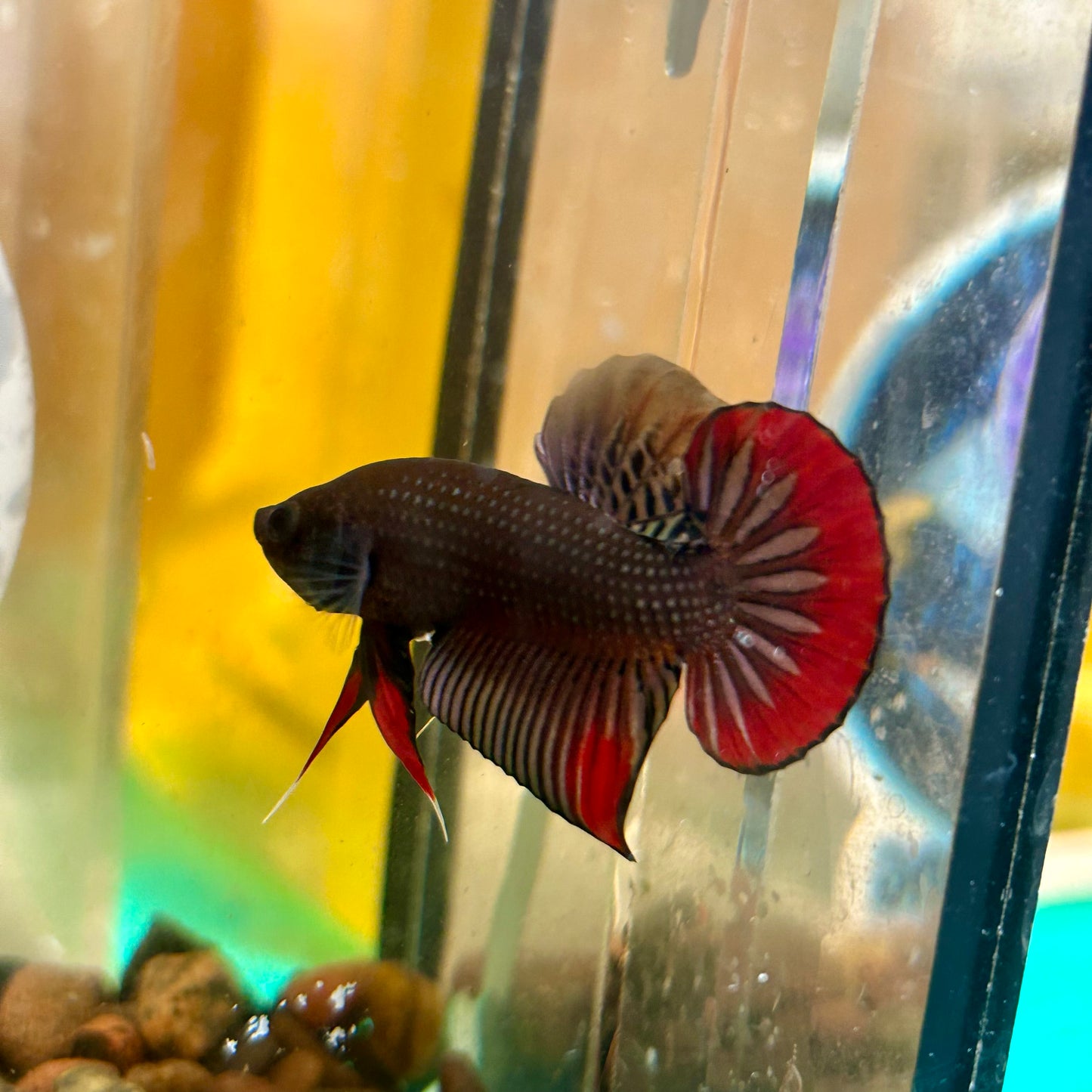 Wild Imbellis Copper - Male Betta 079