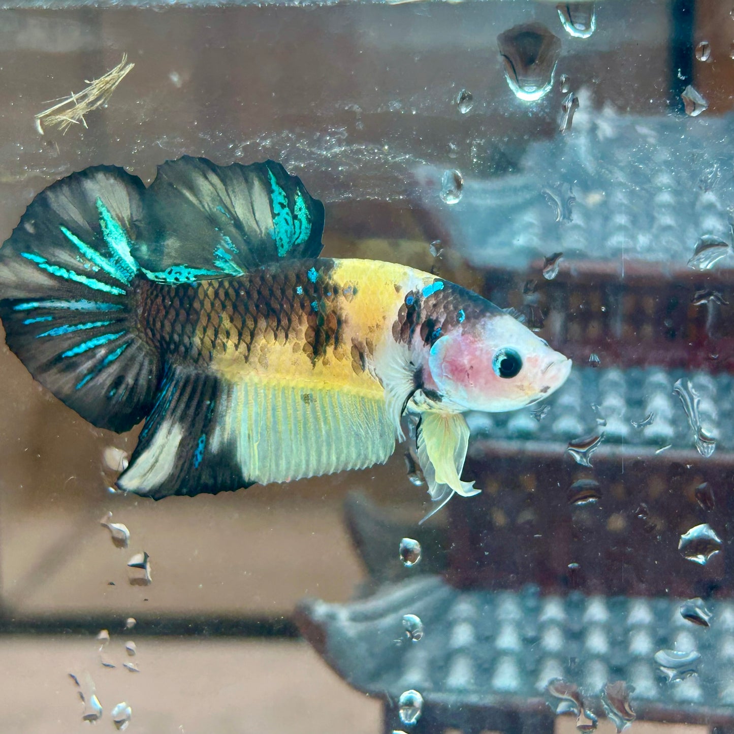 Giant Yellow Koi Plakat - Male Betta BO 4.5cm 157