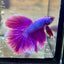 Purple Pink Halfmoon - Male Betta  117