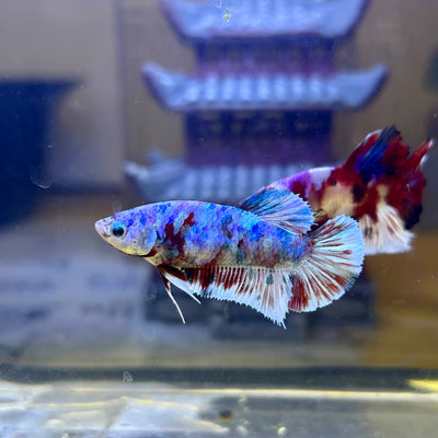 Red Snow Barongsai Plakat - Female Betta 116