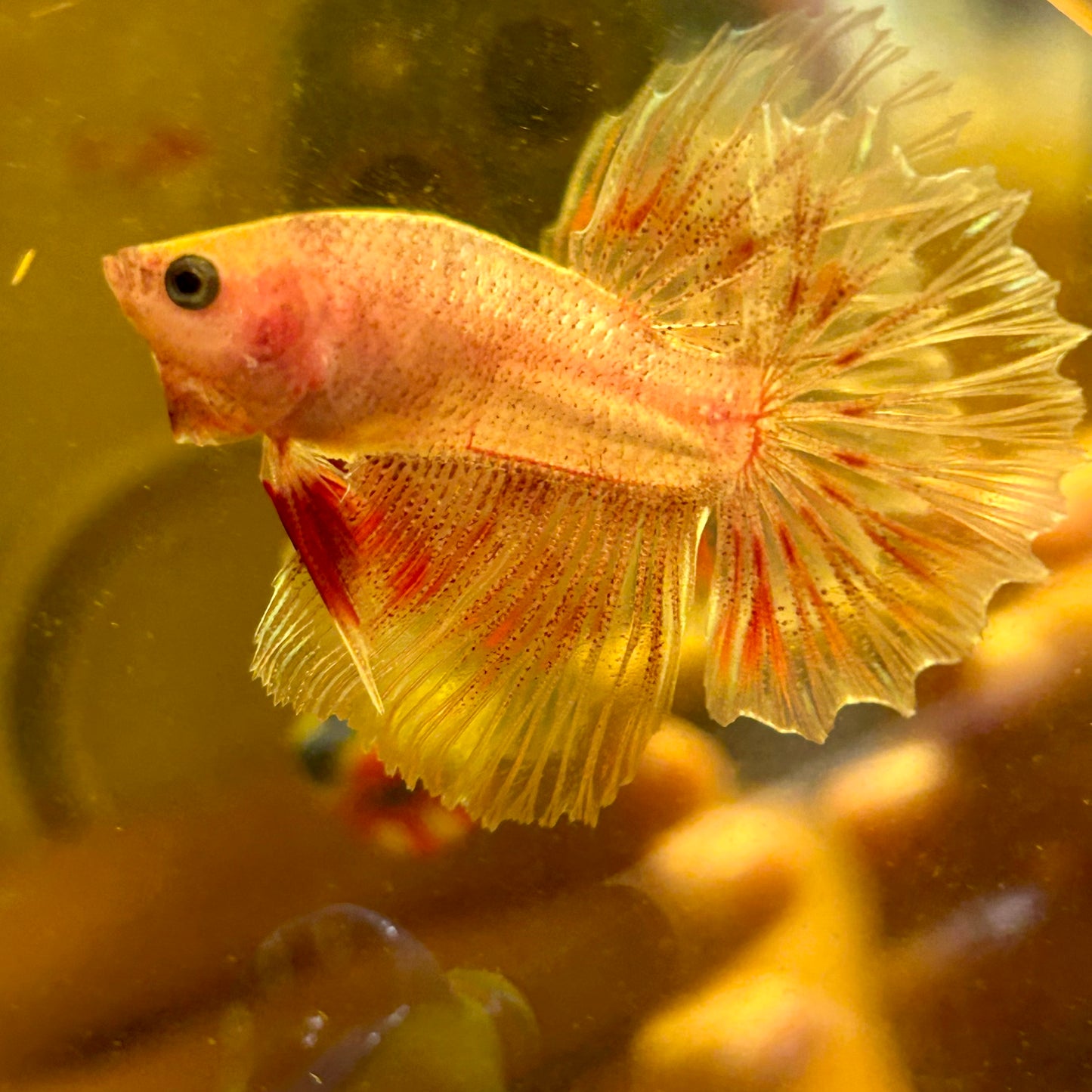 Red Fancy Halfmoon - Male Betta 123