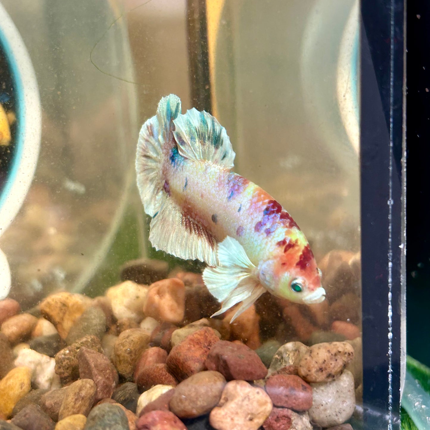 Dumbo Koi Neon Plakat - Male Betta 026