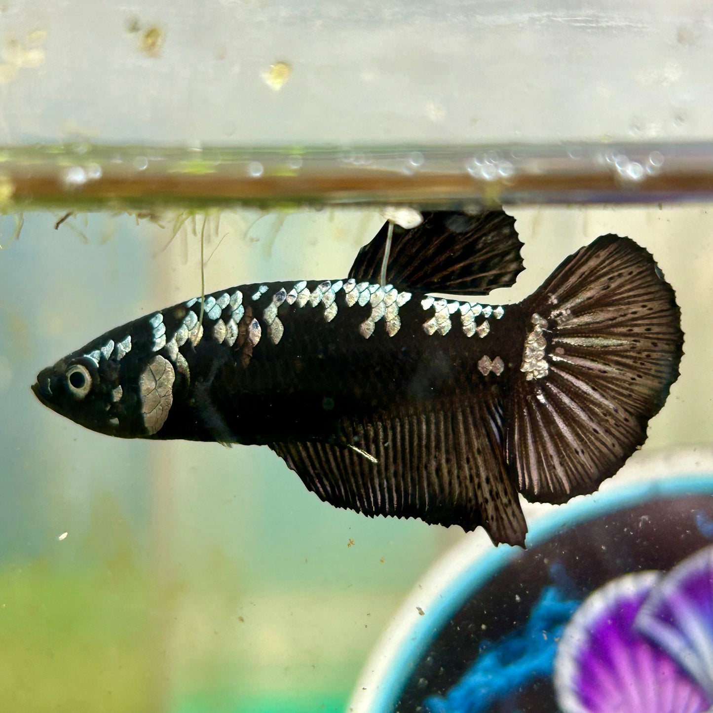 Black Samurai Plakat - Male betta 141