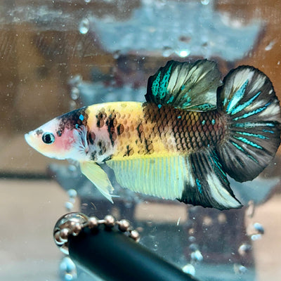 Giant Yellow Koi Plakat - Male Betta BO 4.5cm 157