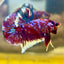 Red Koi Galaxy Plakat - Male Betta 143