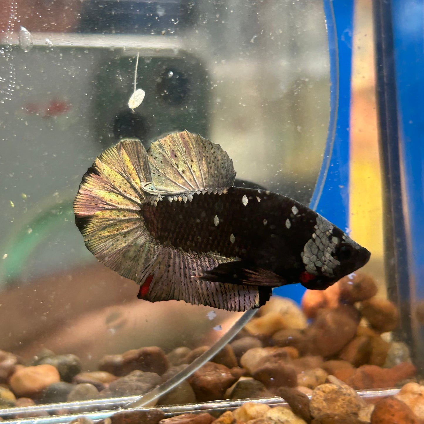 Avarta Copper Plakat - Male Betta 035