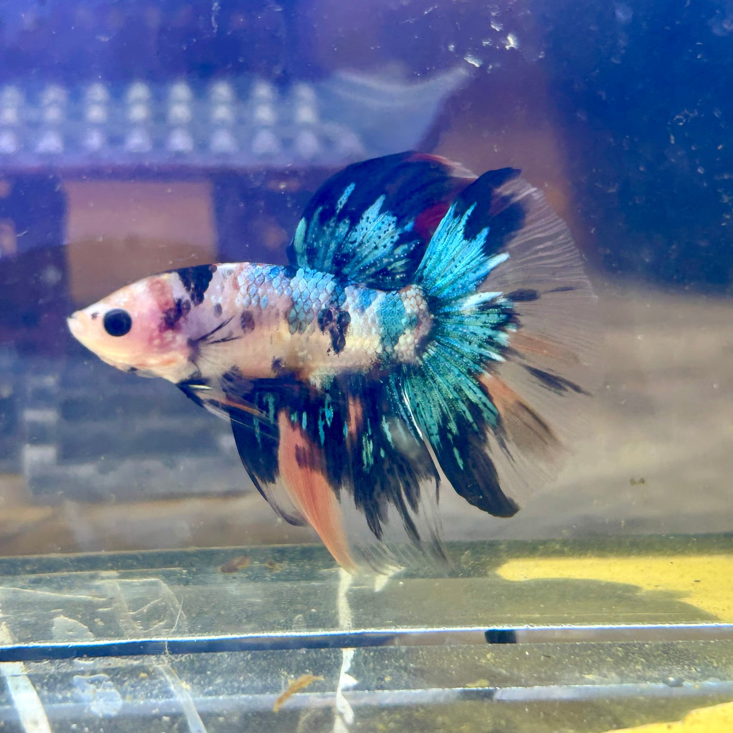 Multicolor Koi Halfmoon - Male Betta 138