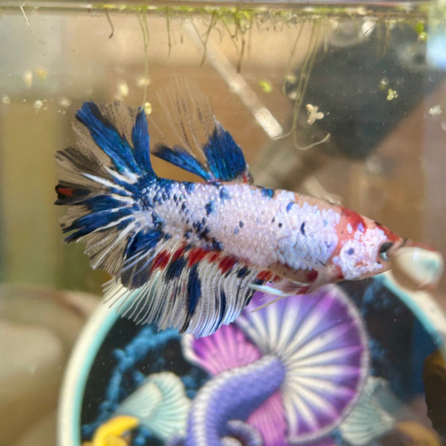 AOC Koi Halfmoon - Male Betta 063