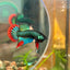 Wild Imbellis Green - Male Betta 056