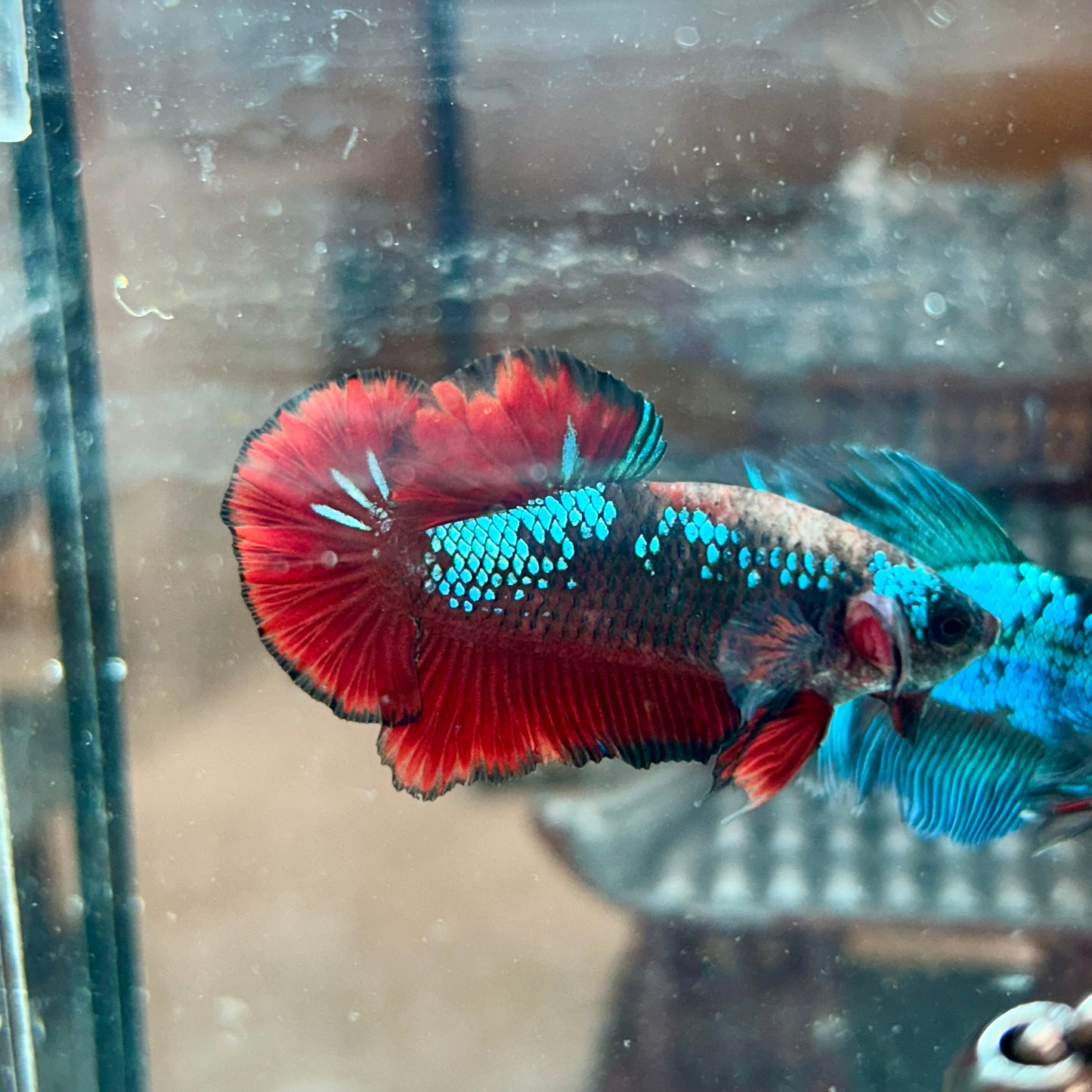 Avarta Vampire Plakat - Male Betta 116