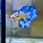 Blue Marble Halfmoon - Female Betta 141