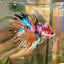 Multicolor Koi Crowntail - Male Betta 072