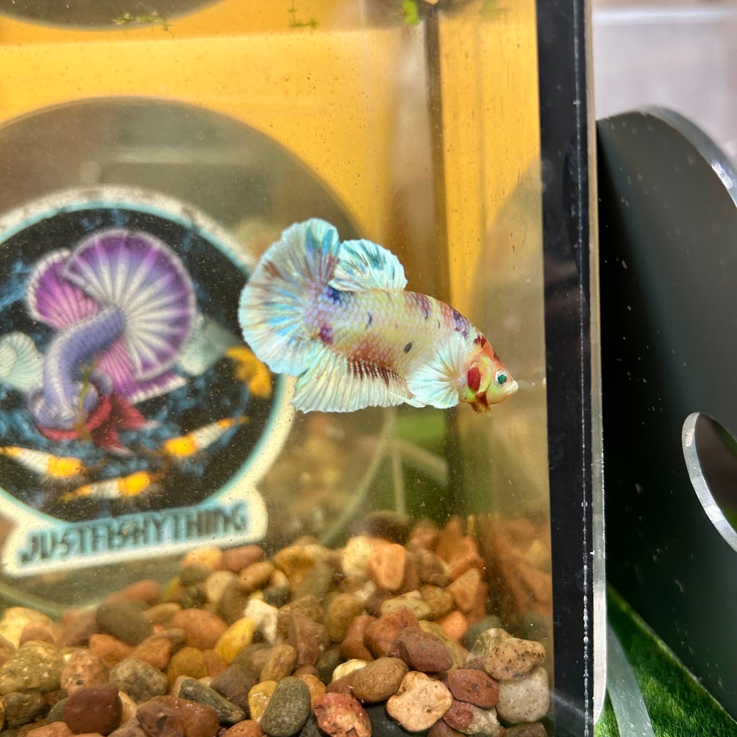 Dumbo Koi Neon Plakat - Male Betta 026