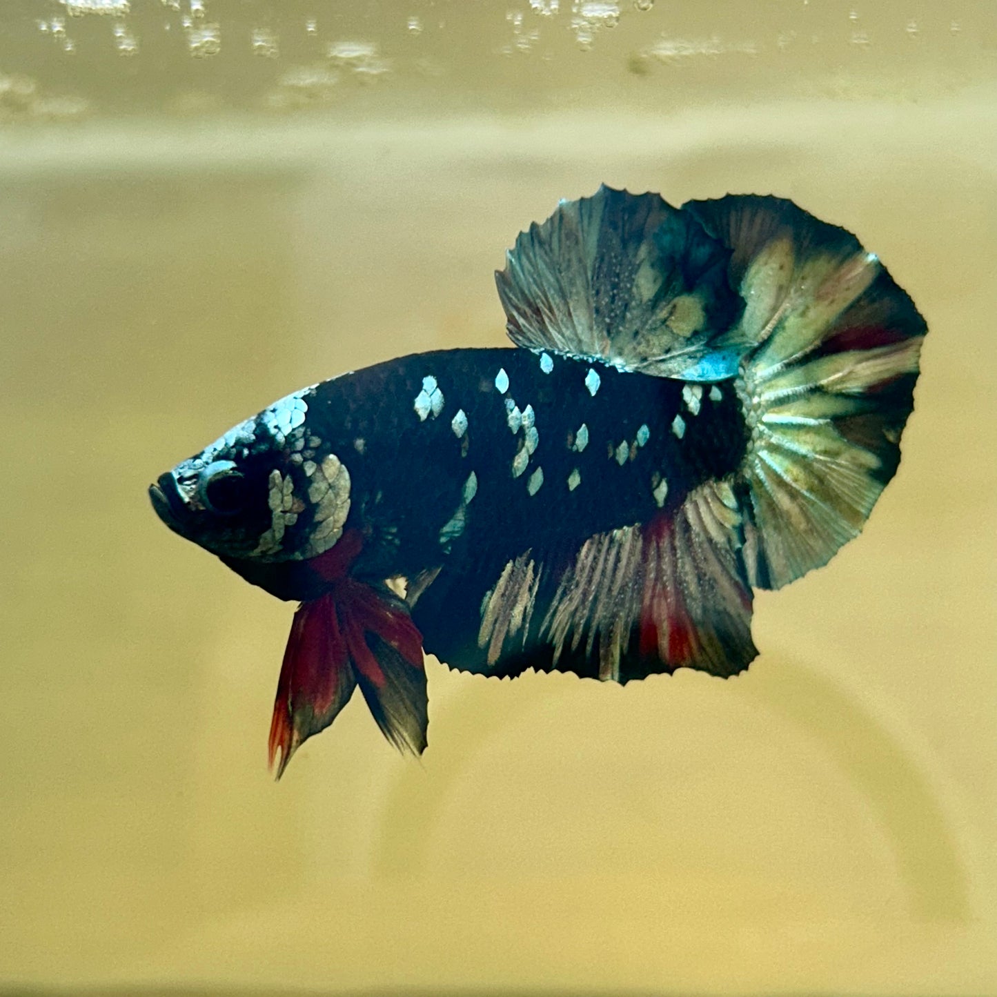 Nebula Copper Avarta Plakat - Male Betta 004