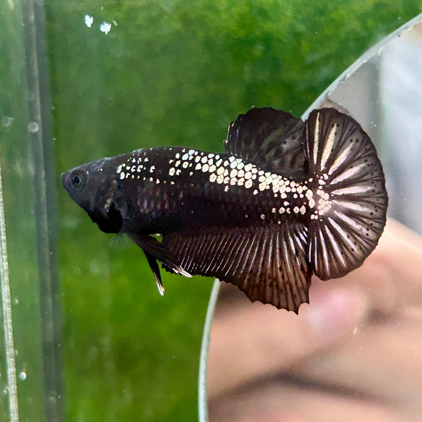 Black Samurai Plakat - Male Betta 017