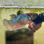 Plakat Blue Green Eye Female Betta #UNS-20